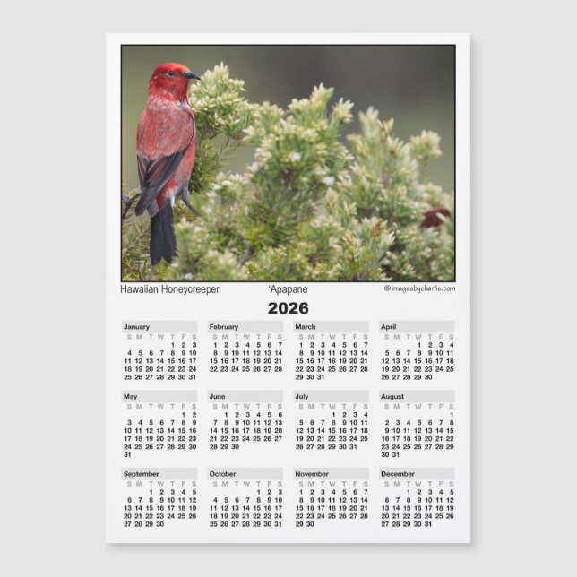 2026 5x7 Magnet Calendar Apapane Hawaiian Bird (Front)