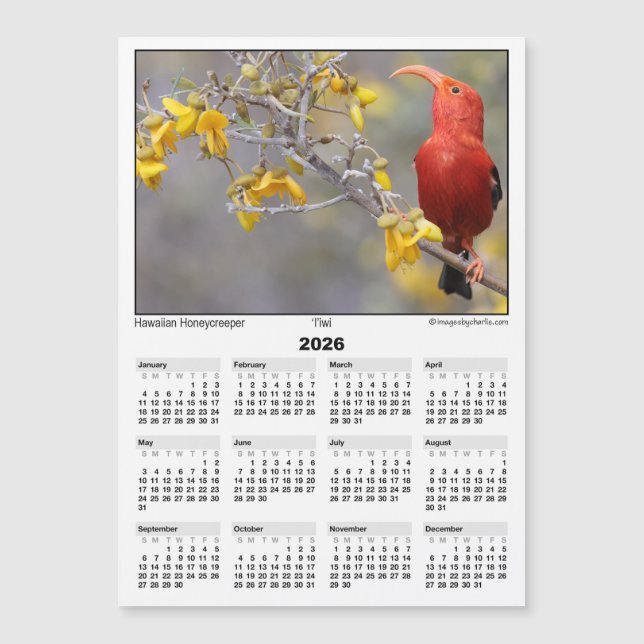 2026 5x7 Magnet Calendar Iiwi HawaiianHoneycreeper (Front)