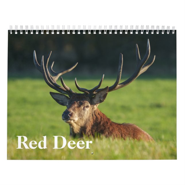 2026 Captivating Red Deer Calendar (Cover)