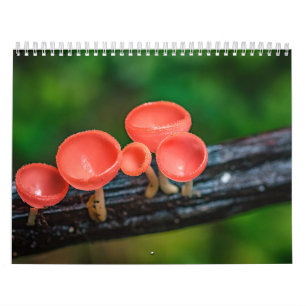 2026 Enchanted Mushroom Photo Calendar