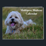 2026 Maltipoo Maltese Puppy Calendar<br><div class="desc">This wall calendar feature is Maltipoo Maltese Puppy photography. Makes a great gift for dog lovers.</div>