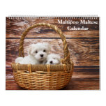 2026 Maltipoo Maltese Puppy Calendar