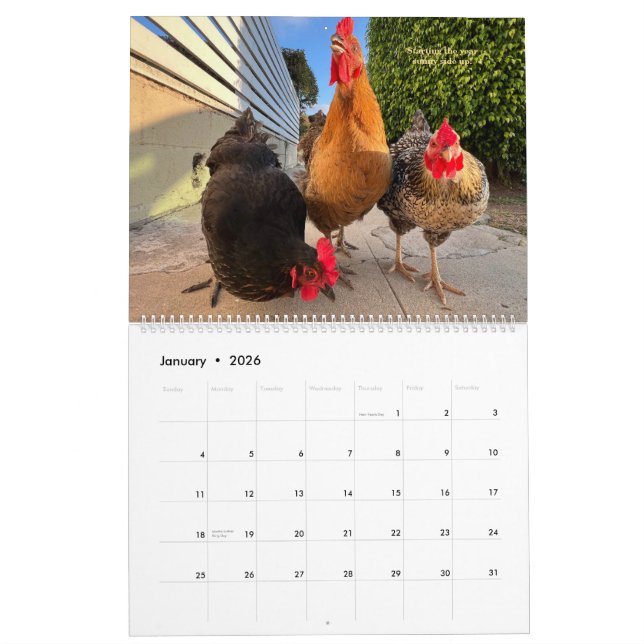 2026 Neighborhood Chicken Calendar - Large (Jan 2026)