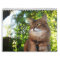 2026 Somali Cat Calendar Featuring Summer Samba