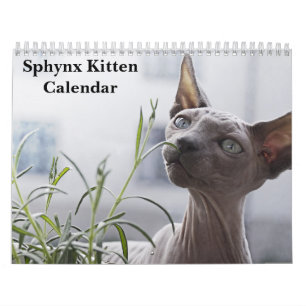 2026 Sphynx Kitten Calendar