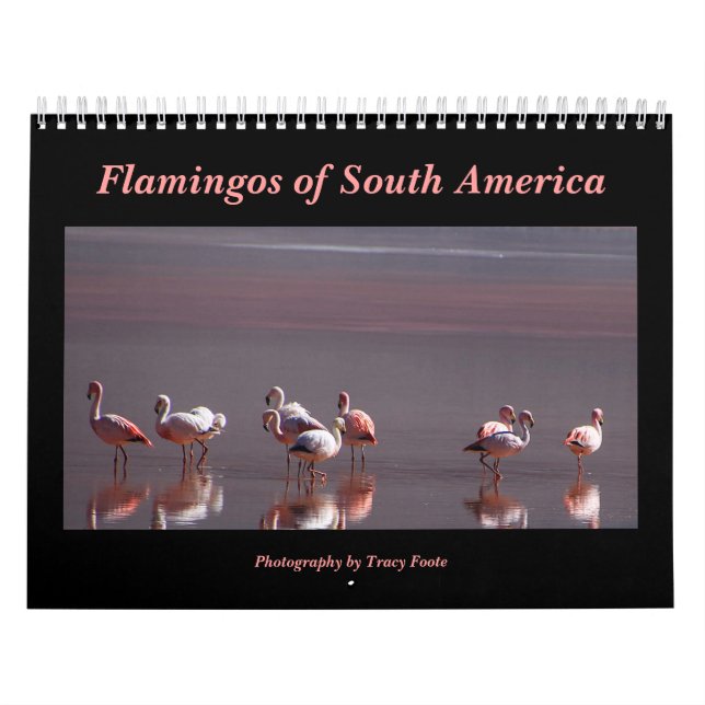 2026 Wild Flamingo South America Birds Wall Calendar (Cover)