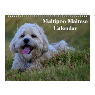 2027 Maltipoo Maltese Puppy Calendar