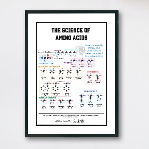 20 amino acids with its characteristics poster