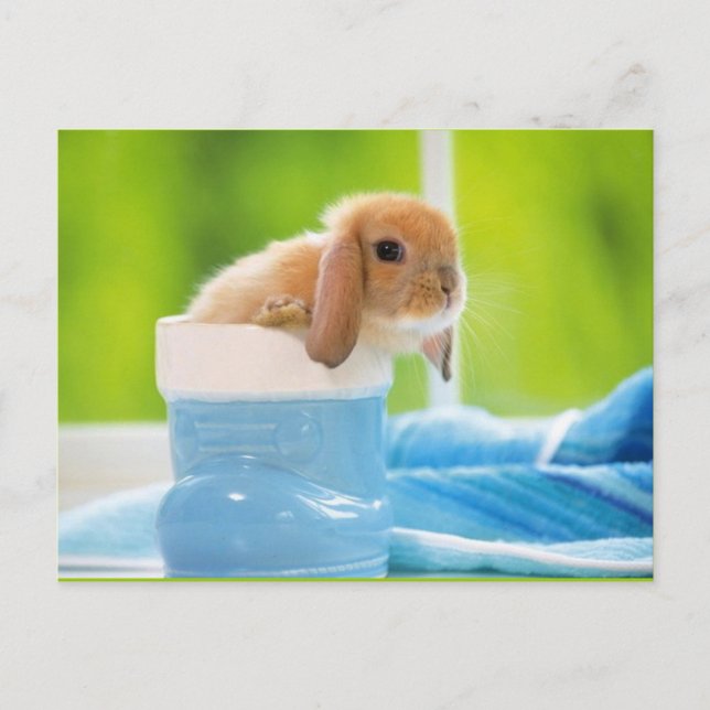 20_baby_animals (4) BABY BUNNY RABBIT blue greens Postcard (Front)