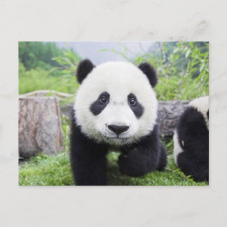 20_baby_animals (9) CUTE PANDA CUB WILD ANIMALS Postcard
