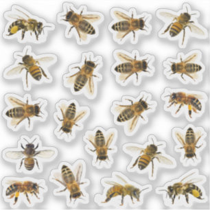 20 Realistic Honeybee Apiary Stickers