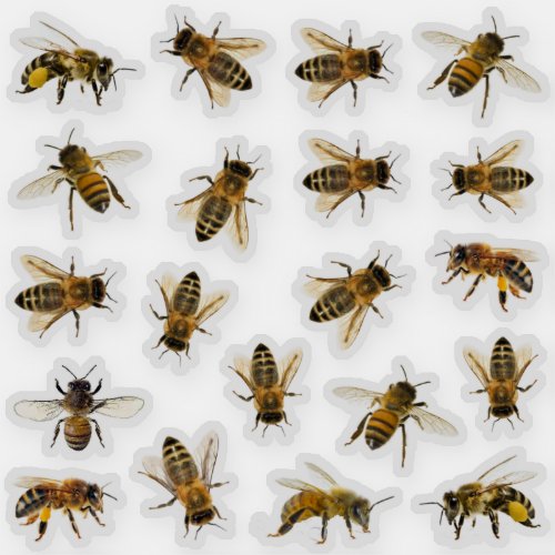 20 Realistic Honeybee Apiary Stickers