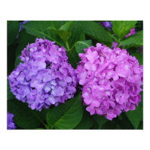 20"x16" Hydrangea