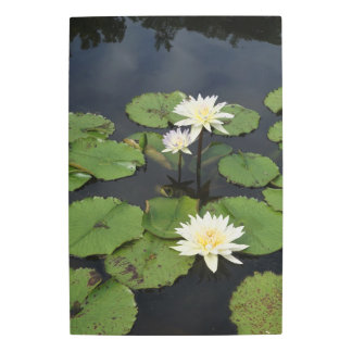 20"x30" Water Lilies Metal Print