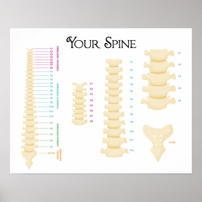 20" x 16", Spinal Column Poster (Front)