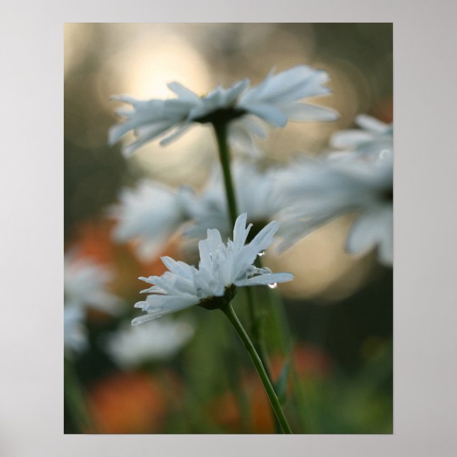 20" x 16", Value Poster Paper (Matte) (Front)
