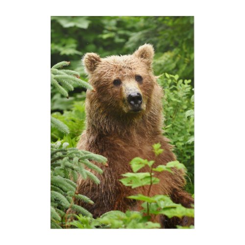20 x 30 Acrylic Print of grizzly bear