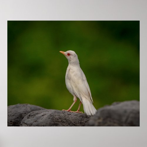 20x16 Albino Robin in Crown Point Poster