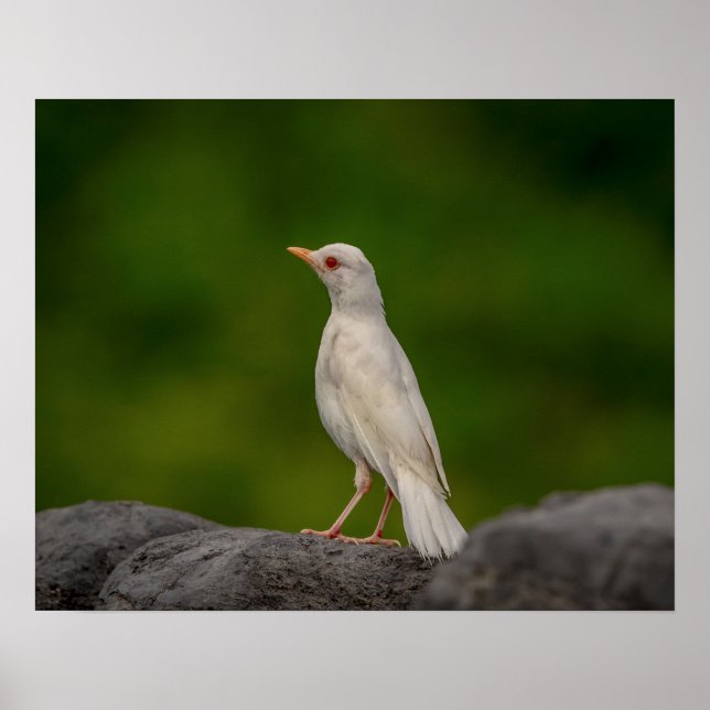 20x16 Albino Robin in Crown Point Poster (Front)