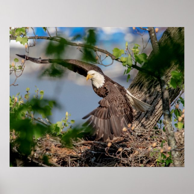 20x16 Bald Eagle leaving the nest Poster (Front)