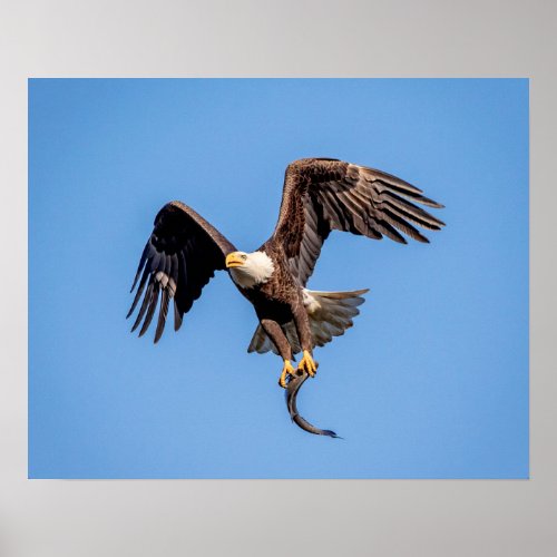 20x16 Bald Eagle with a fish Poster