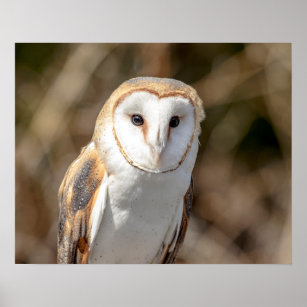 20x16 Barn Owl Poster
