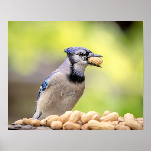 20x16 Blue jay with a peanut Poster