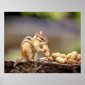 20x16 Chipmunk Eating A Peanut Poster by debscreative at Zazzle