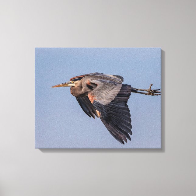 20x16 Great Blue Heron in flight Canvas Print (Front)