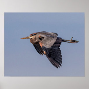 20x16 Great Blue Heron in flight Poster