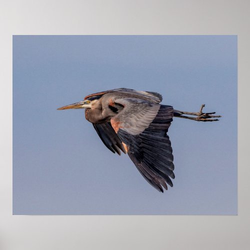 20x16 Great Blue Heron in flight Poster