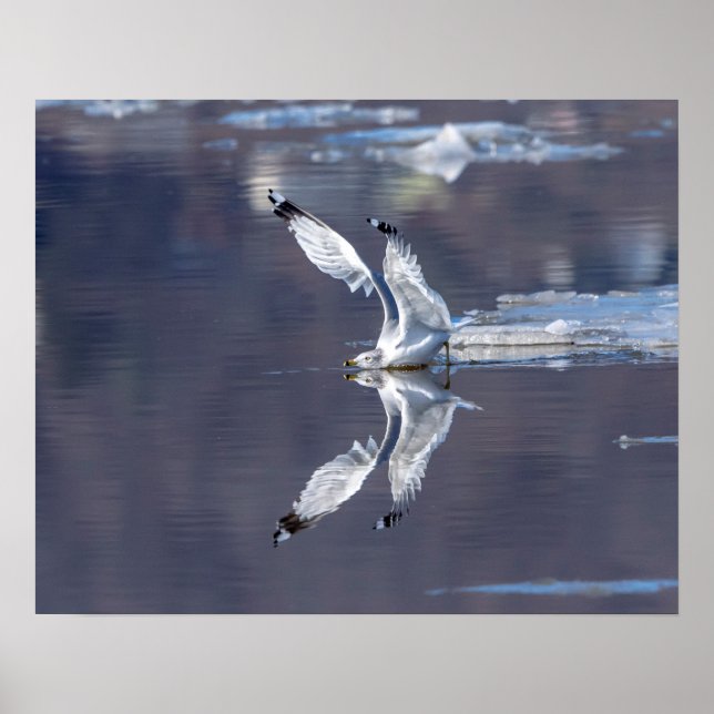 20x16 Gull Reflections Poster (Front)