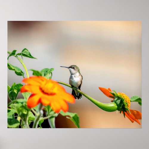 20x16 Hummingbird on a flowering plant Poster