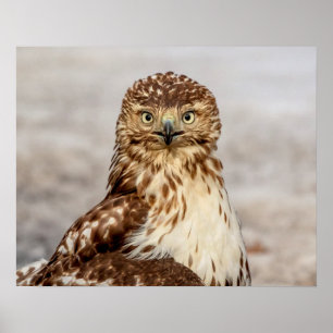 20x16 Immature Red-Tailed Hawk on the ground Poster