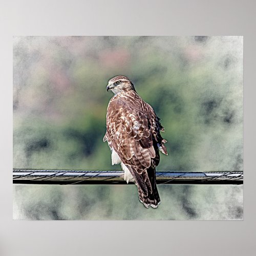 20x16 Immature Red Tailed Hawk Poster