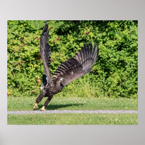 20x16 Juvenile Bald Eagle Poster