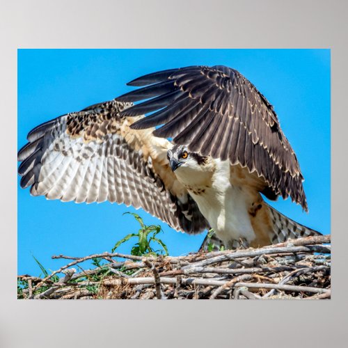 20x16 Juvenile Osprey in the nest Poster