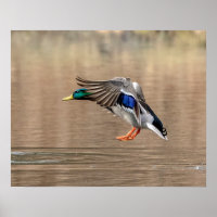 20x16 Mallard Duck in flight