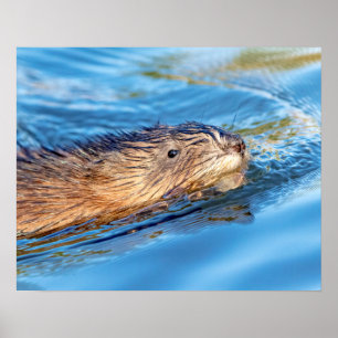20x16 Muskrat at Vassar Farms Ecological Preserve Poster