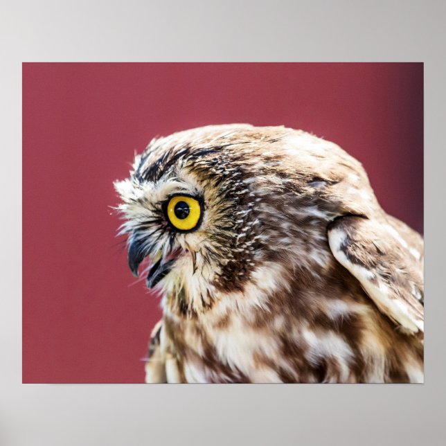 20x16 Northern Saw-Whet Owl Portrait Poster (Front)