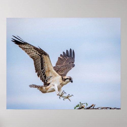 20x16 Osprey landing in the nest Poster