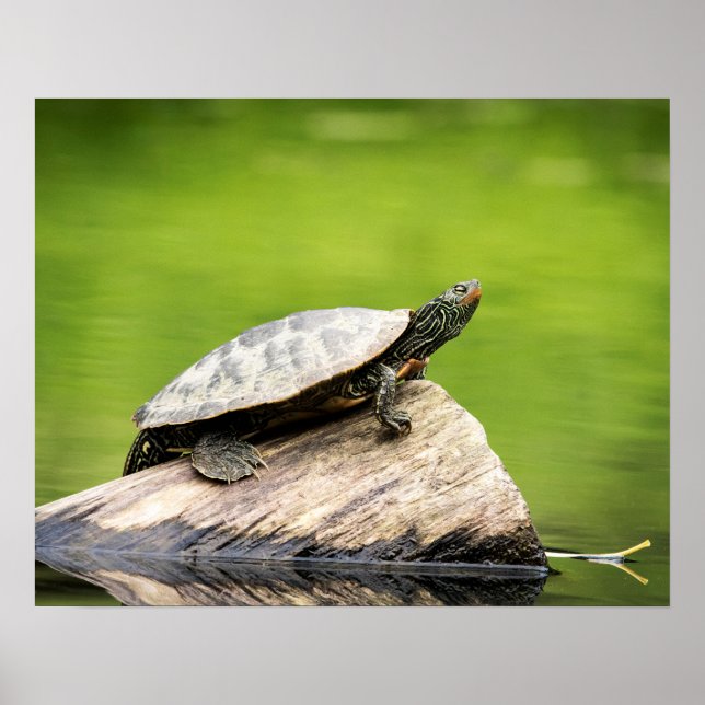 20x16 Painted Turtle on a log Poster (Front)