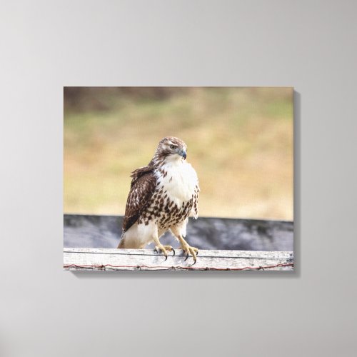 20x16 Portrait of an Immature Red Tailed Hawk Canvas Print