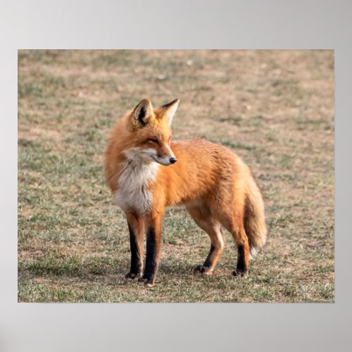 20x16 Red Fox in a field Poster