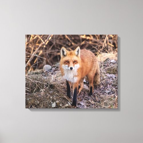 20x16 Red Fox up close and personal Canvas Print
