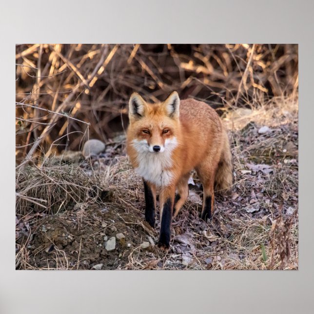 20x16 Red Fox up close and personal Poster (Front)