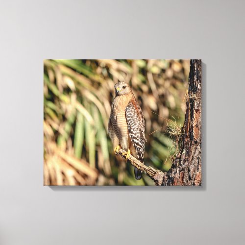 20x16 Red Shouldered Hawk in a tree Canvas Print