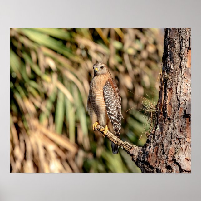 20x16 Red Shouldered Hawk in a tree Poster (Front)