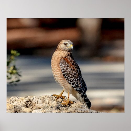 20x16 Red Shouldered Hawk on a rock Poster