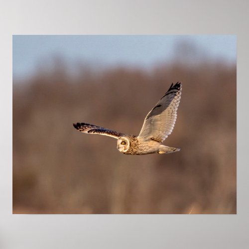 20x16 Short_eared owl in flight Poster